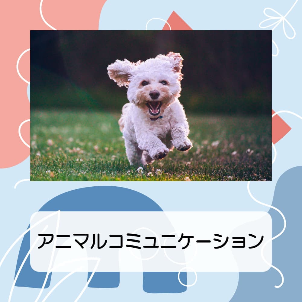 アニマルコミュニケーション