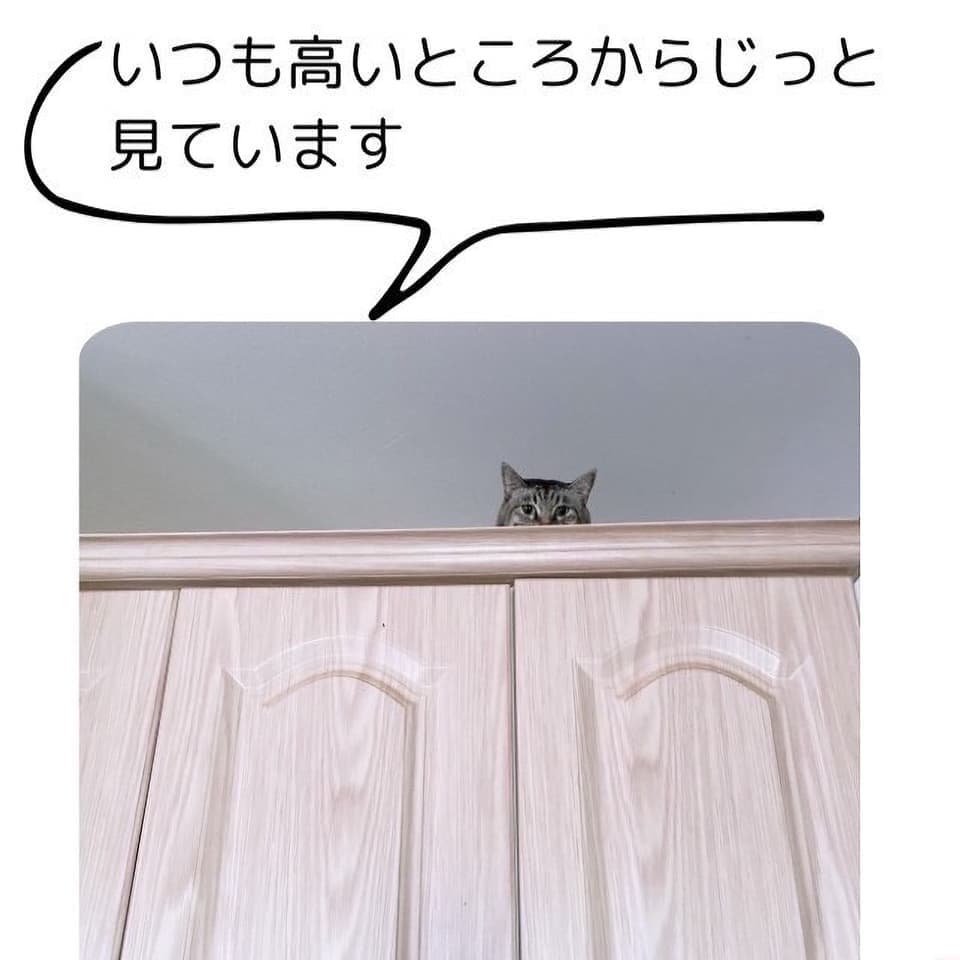 沖縄県 多桜くん