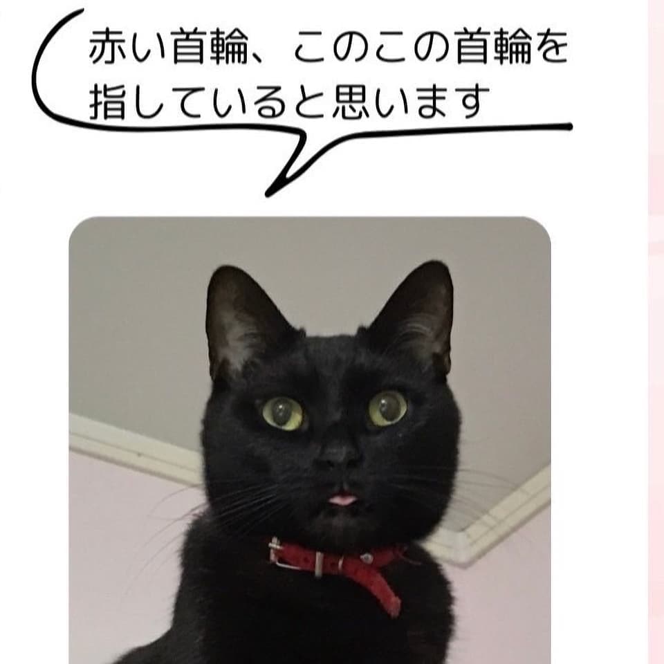 沖縄県 多桜くん