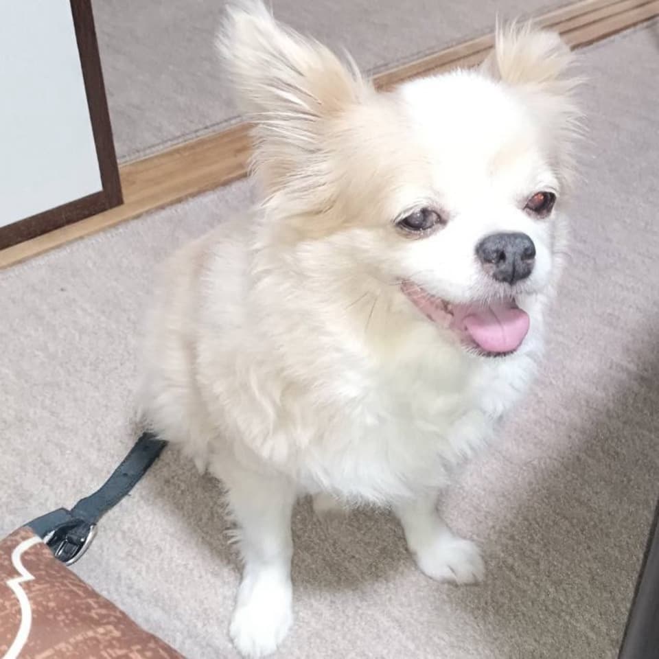 愛知県　ごんちゃん